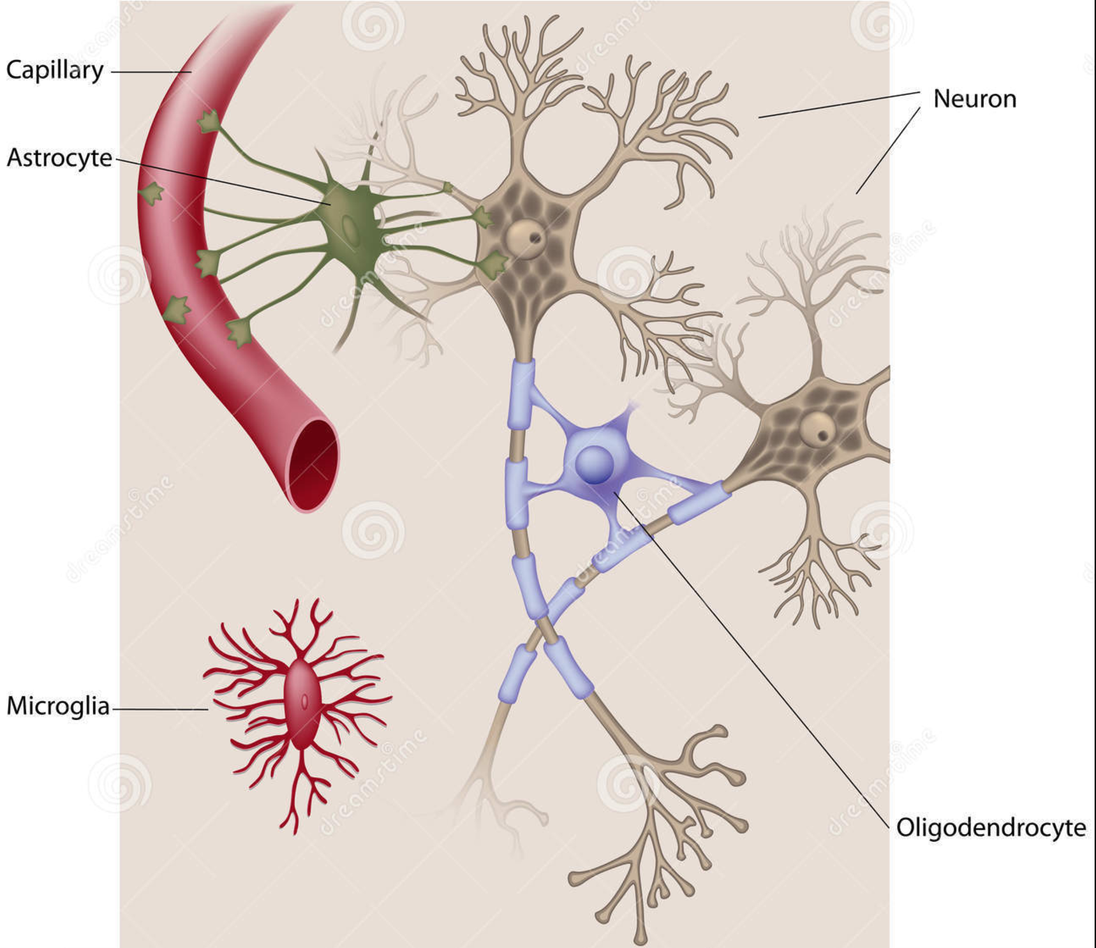 Illustration of biological Capillary-Astrocyte-Neuron complex